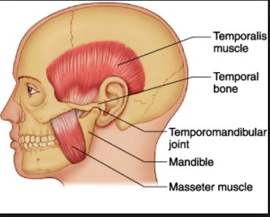 the-temporomandibular-joint